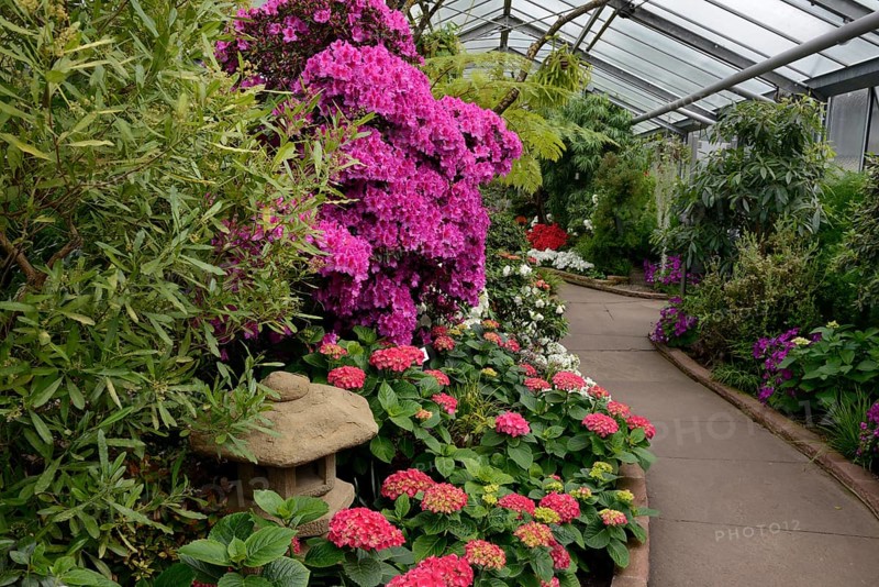 Azalea House