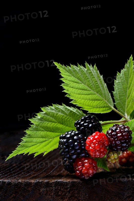 Rubus fruticosus