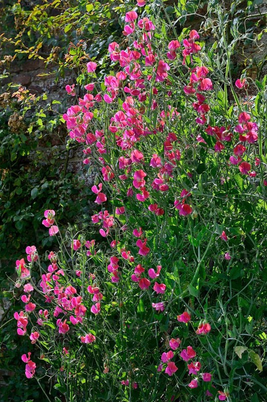 Sweet pea