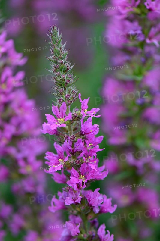 Blood loosestrife