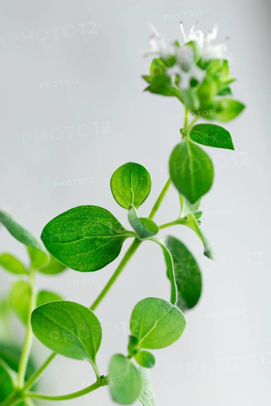 Oregano
