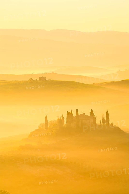 Hilly landscape with cornfields and cypresses