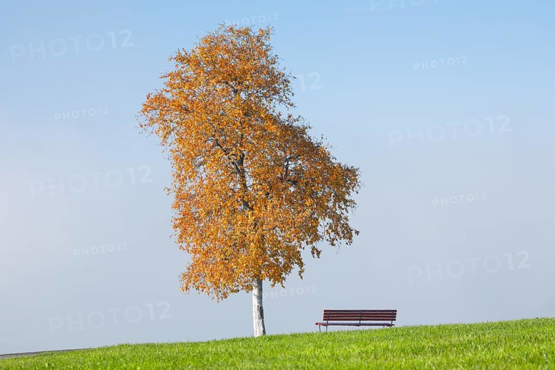 Bench under birch tree at Ratenpass
