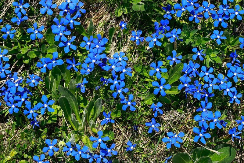 Spring Gentian