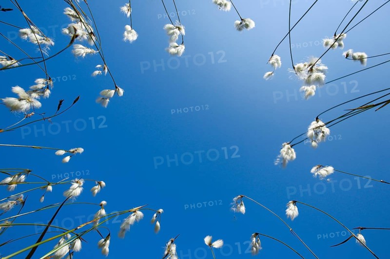 Cottongrass