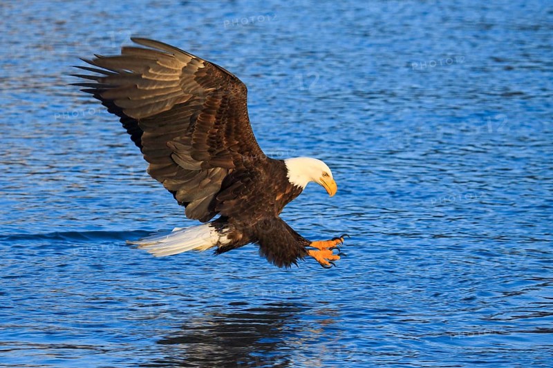 Bald eagle