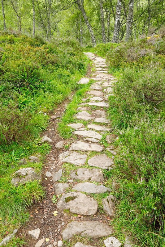 Footpath in birch forest