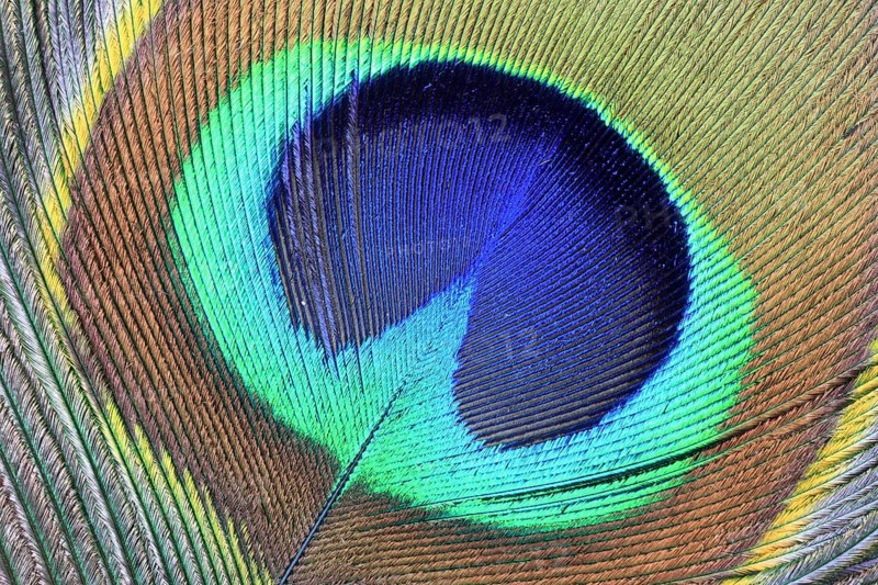 Tail feather of a peacock