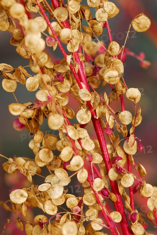 Atriplex hortensis