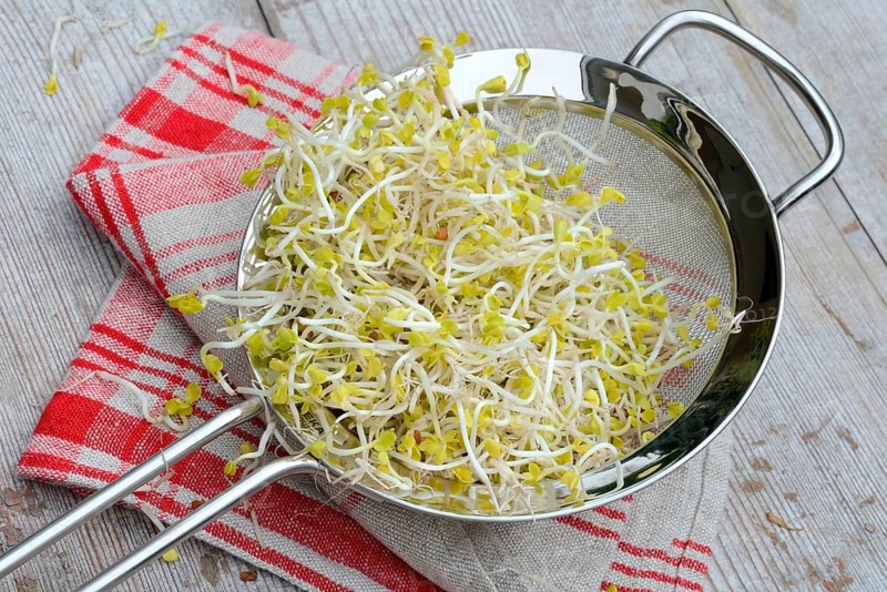Red Radishsprouts