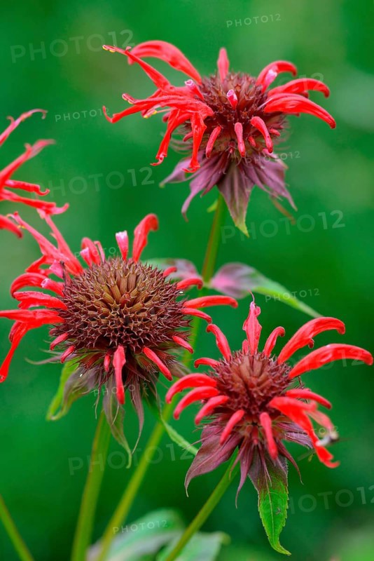 Monarda