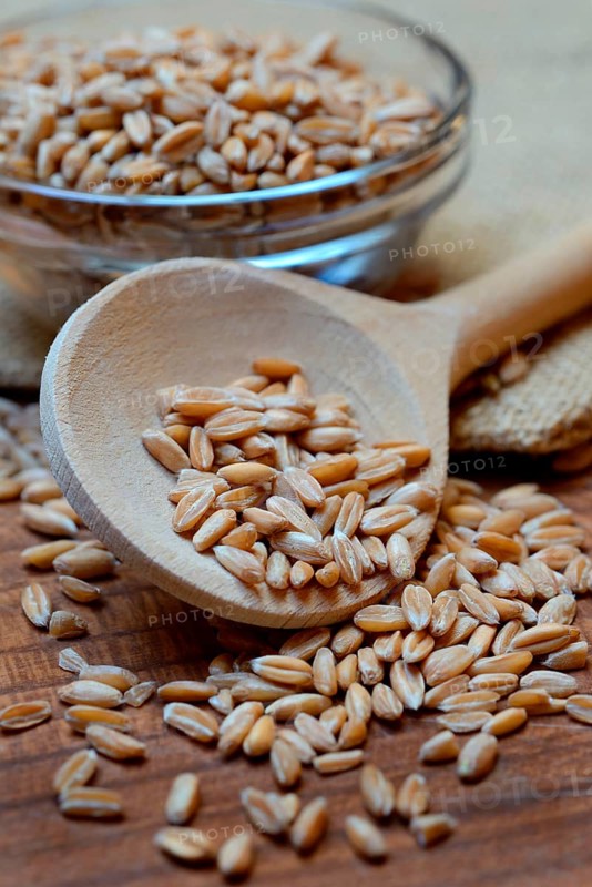 Dinkel wheat