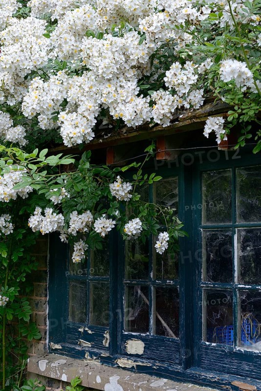 White climbing rose on house with old window