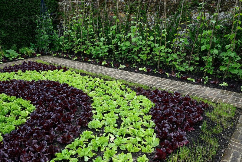 Salad cultivation in pattern