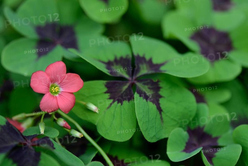 Lucky Clover