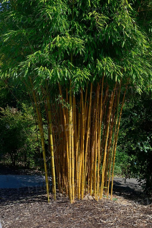 Bamboo