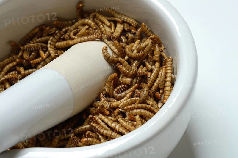 Flour worm