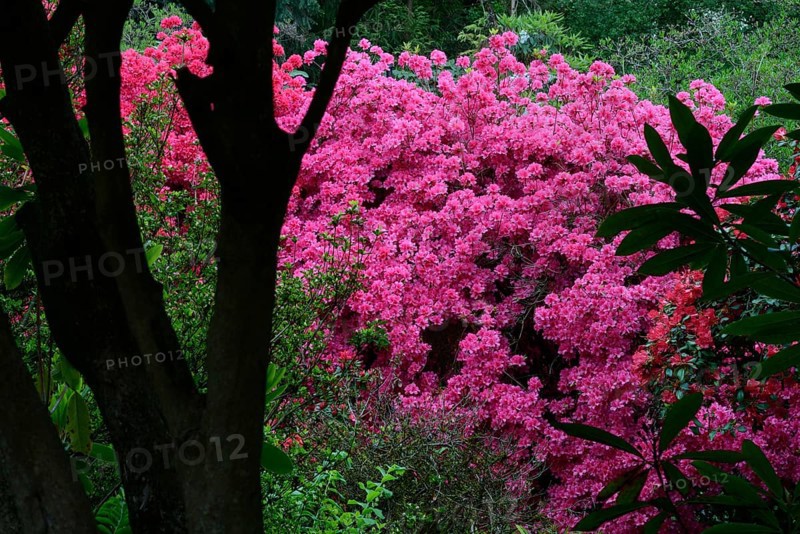 Flowering pink azaleas