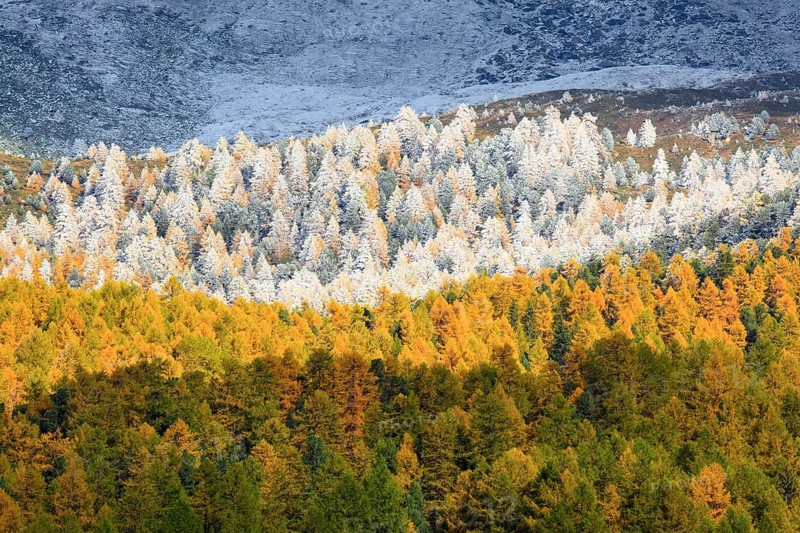 Larches