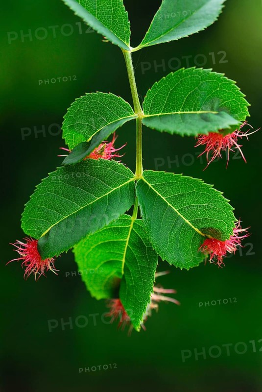 Mossyrose gall wasp