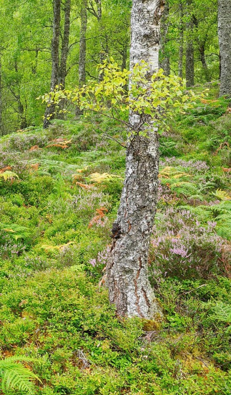 Birch forest