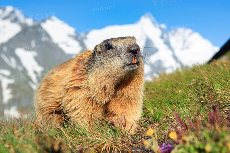 Alpine Marmot