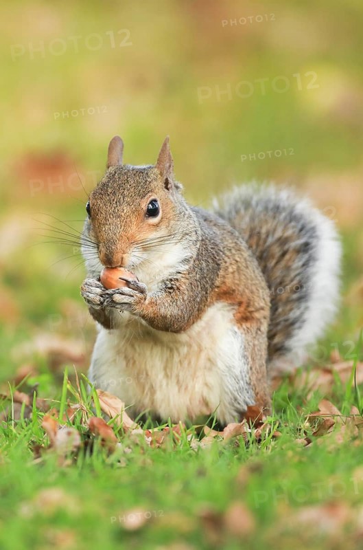 Eastern gray squirrel