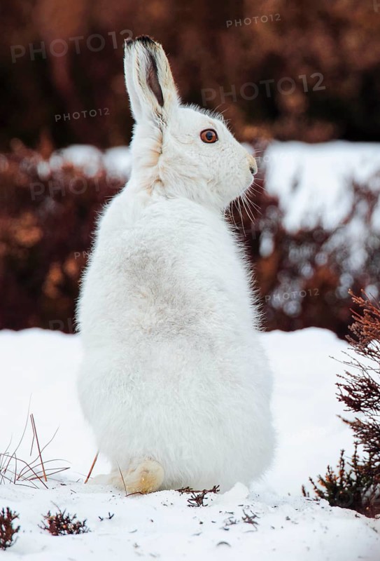 Mountain hare