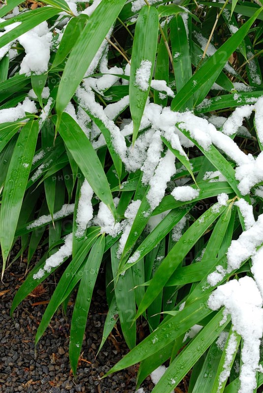 Bamboo bush with snow