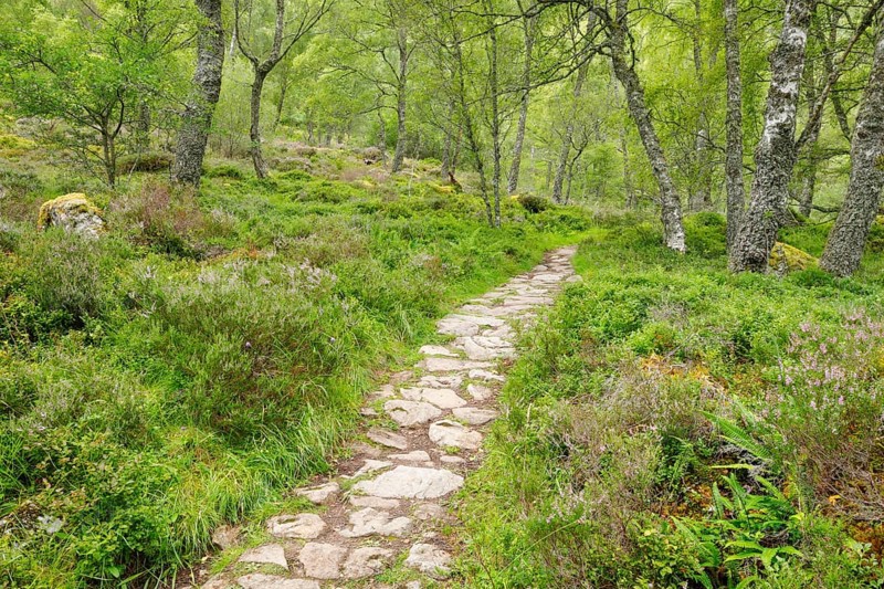 Footpath in birch forest