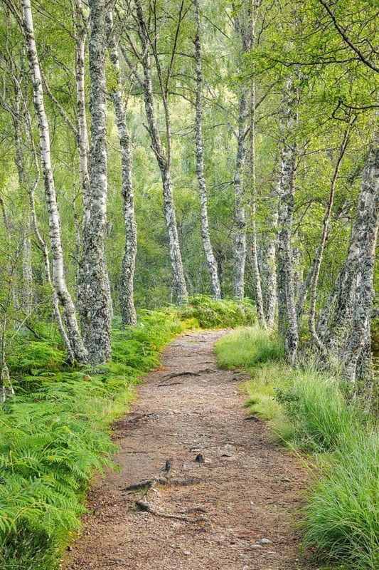 Footpath in birch forest