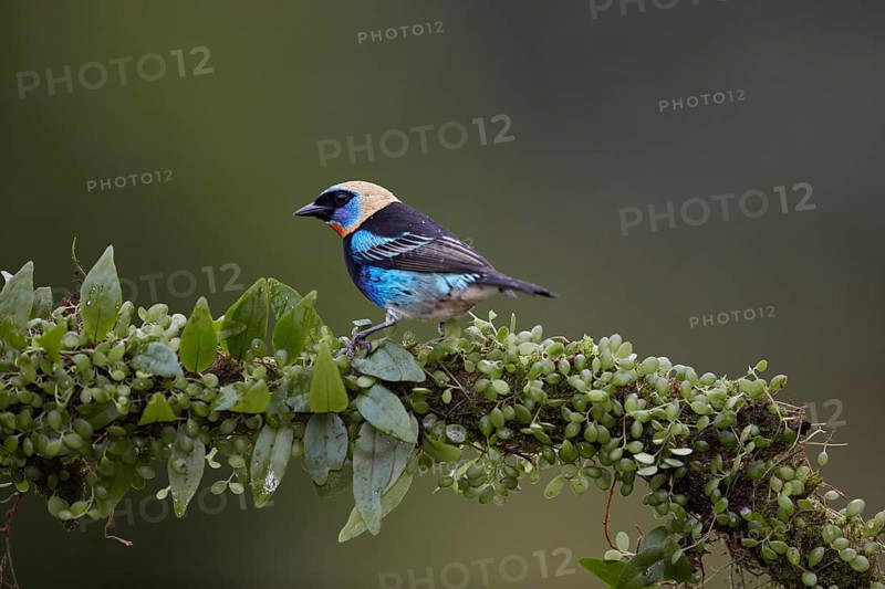Golden-hooded Tanager