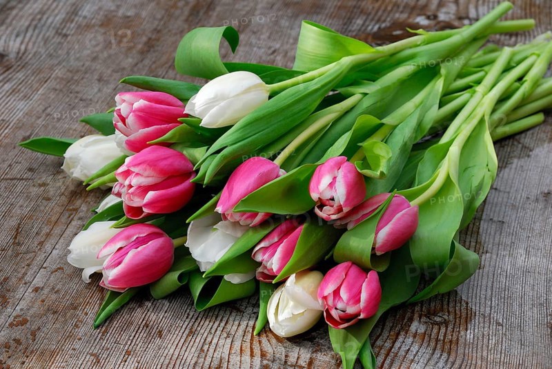 Ostrich tulips