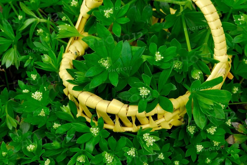 Real Galium odoratum