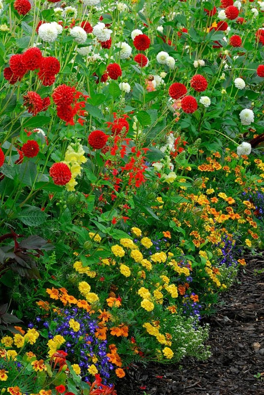 Flowerbed with spider flower-bed and dahlias