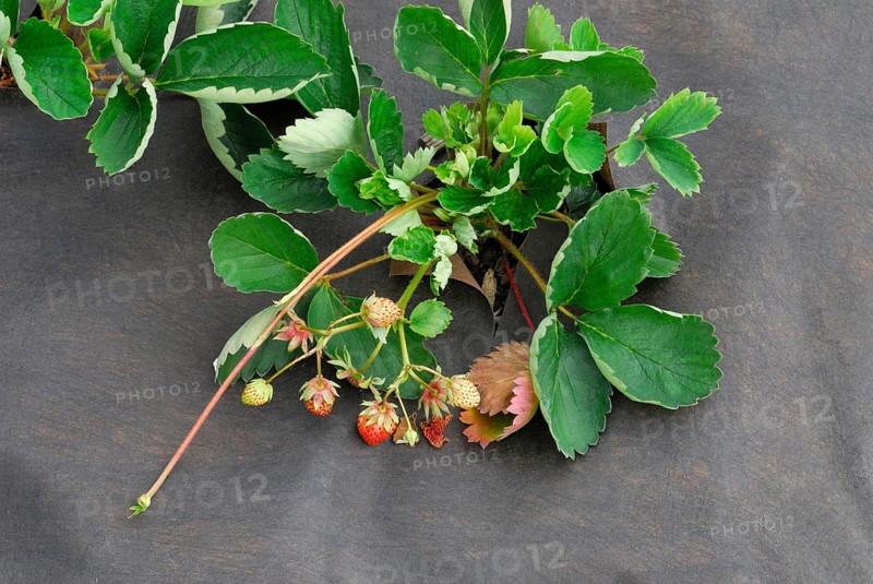 Strawberry plant with foil cover