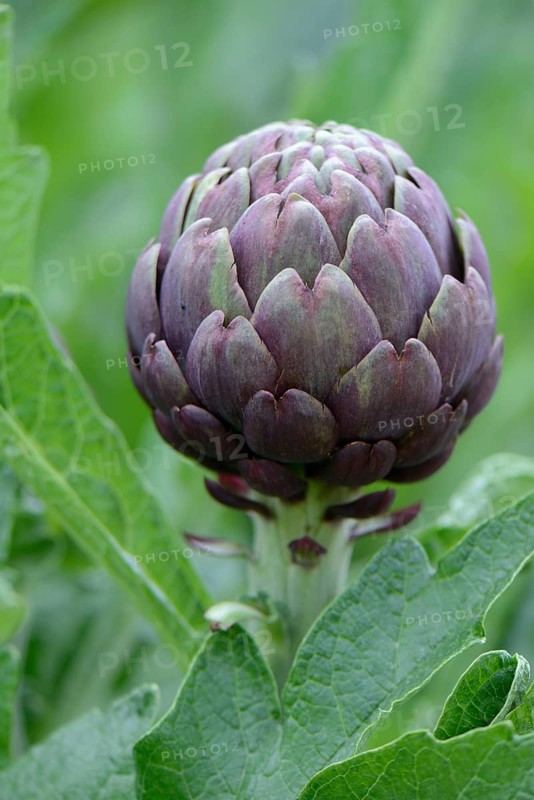 Artichoke