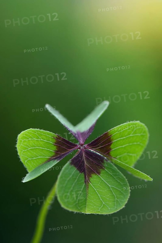 Lucky Clover
