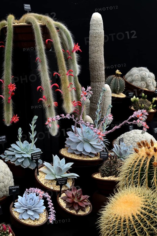 Different cacti and thick leaf plants with designation