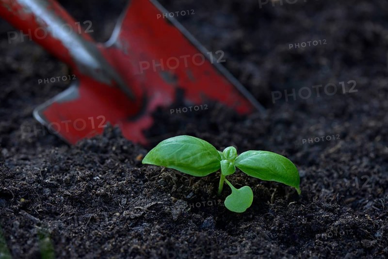 Basil