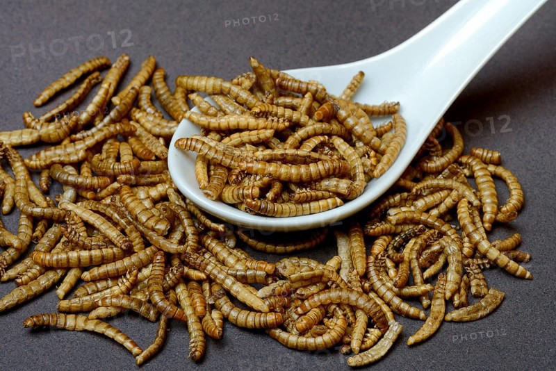 Mealworms in Asian spoon