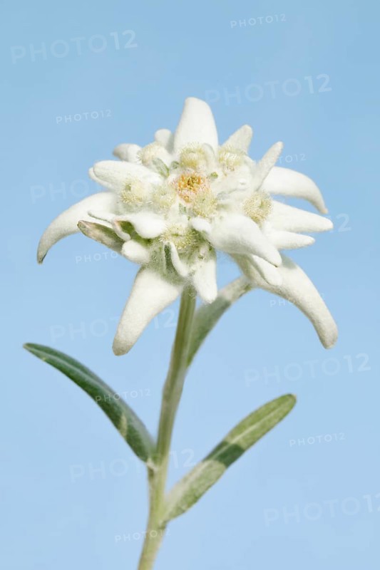 Alpine Edelweiss
