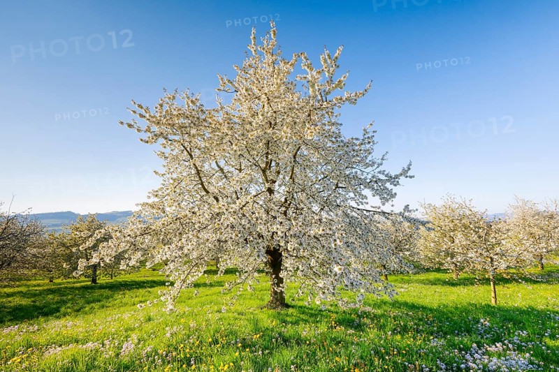 Cherry trees in spring