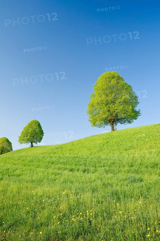 Linden near Ebmatingen in the Zurich Oberland