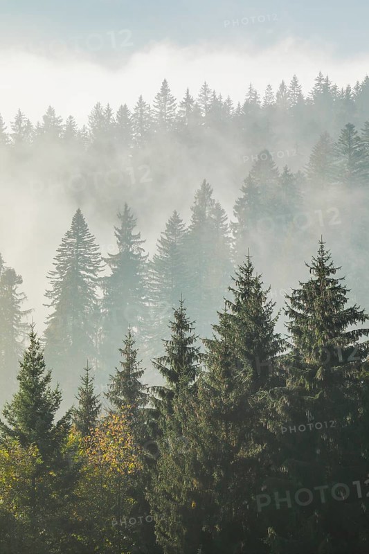 Forest in the fog