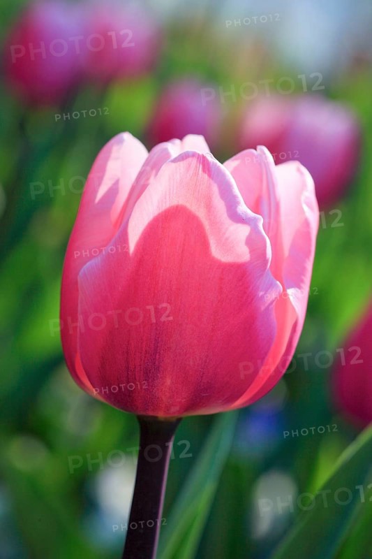 Tulip