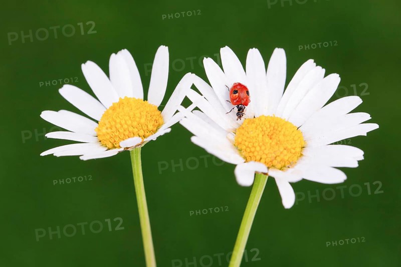Two-spotted ladybird on daisy