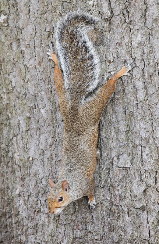 Eastern gray squirrel