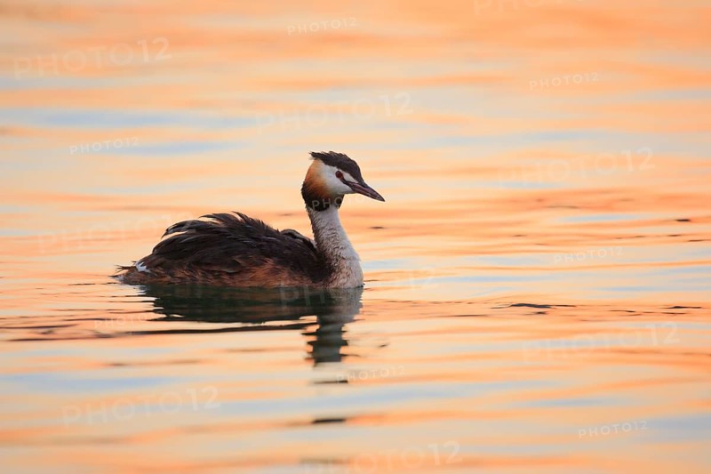 Great crested grebe