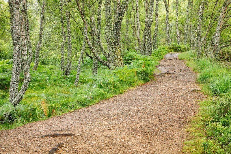 Footpath in birch forest
